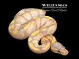 Banana Ball Python ♂ '26
