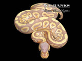 Banana Mojave Ball Python ♂ '26