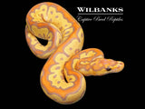 Banana Clown Ball Python ♀ '26