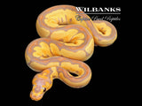Banana Clown Ball Python ♀ '26