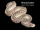 Pewter Special Ball Python ♂ '26
