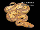 Mojave Fire Clown Ball Python ♀ '26