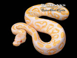 Black Pastel Albino 100% Het. Pied Ball Python ♂ '26