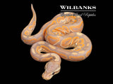 Banana Cinnamon Ball Python ♂ '26