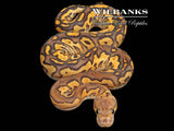 Black Pastel Fire Red Stripe Clown Ball Python ♀ '26