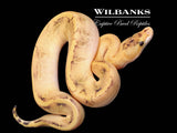 Fire Champagne Ball Python ♀ '26