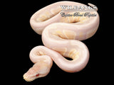 Stranger Lavender Snow Ball Python ♀ '26