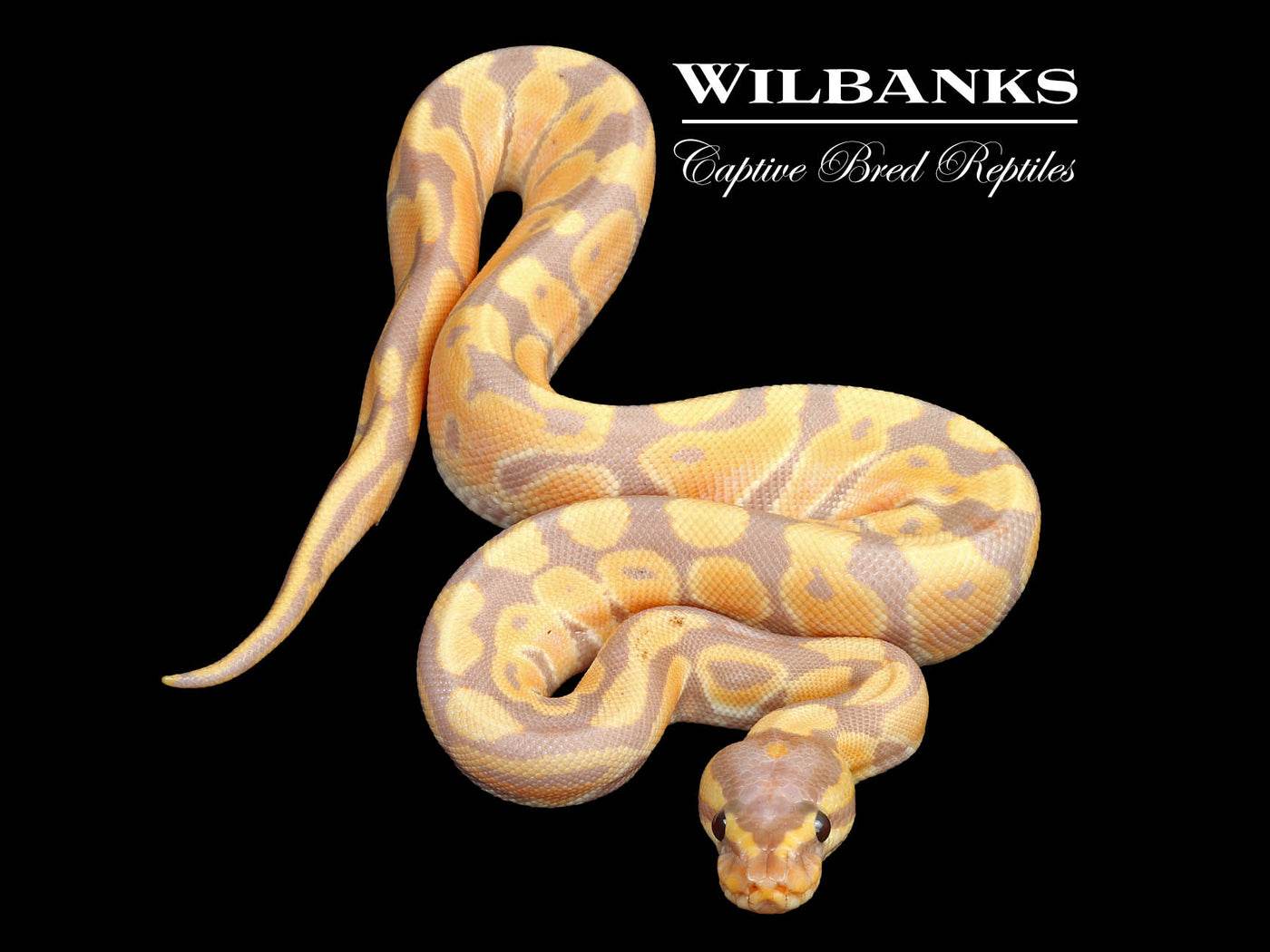 Banana 100 Het. Clown Ball Python ♀ '24 Wilbanks Captive Bred Reptiles