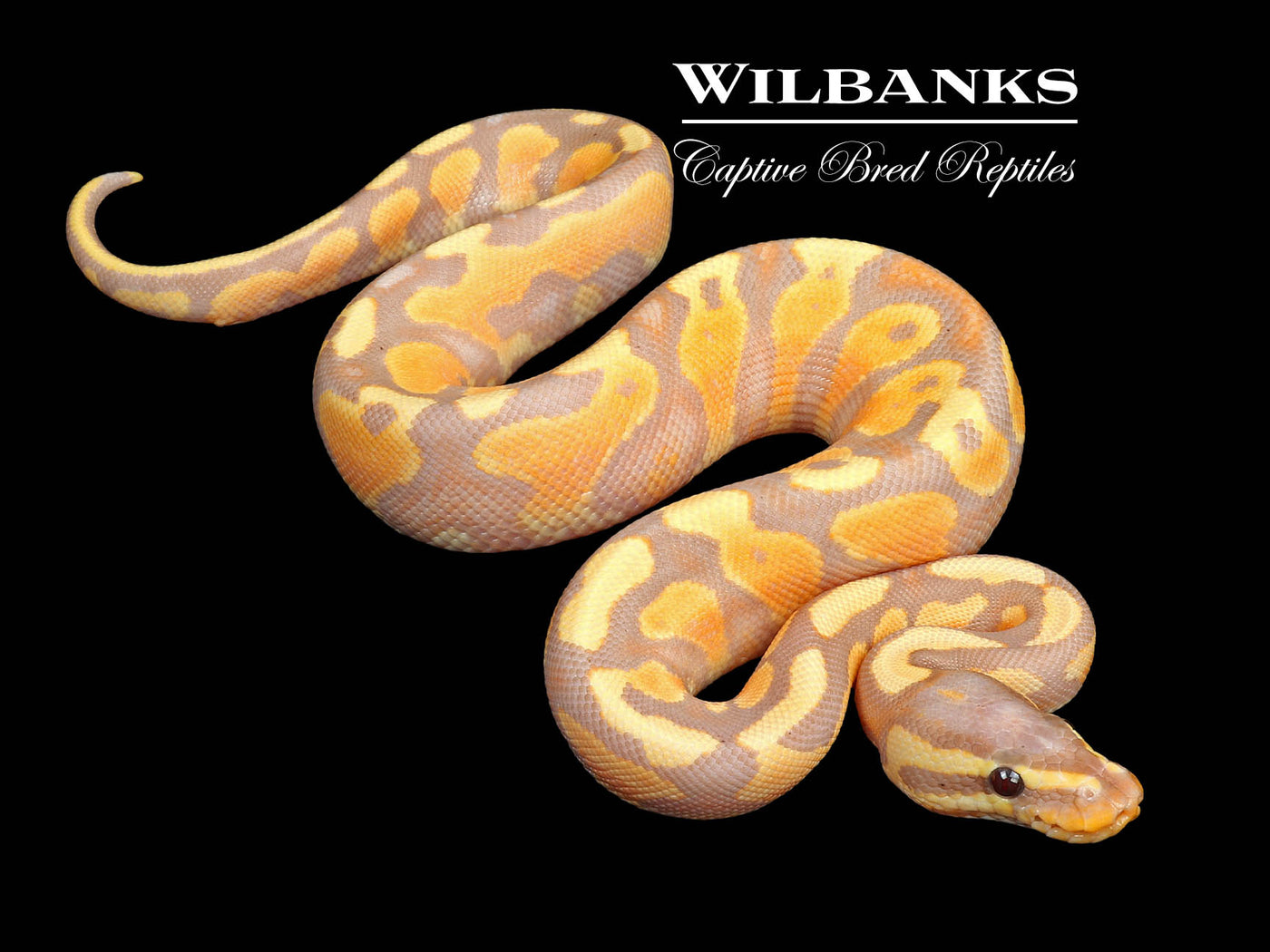 Banana Yellow Belly Ball Python ♂ '24 Wilbanks Captive Bred Reptiles