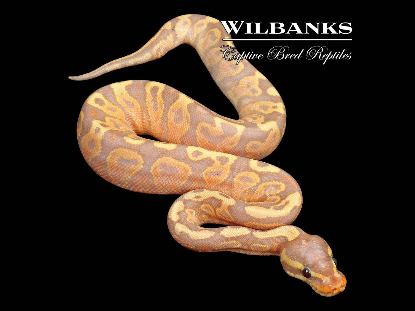 Banana Yellow Belly Ball Python ♂ '24 Wilbanks Captive Bred Reptiles