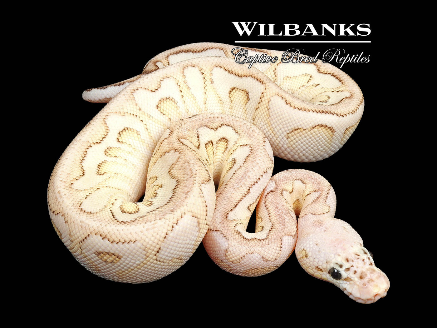 Pastel Butter Spotnose Clown Ball Python ♀ '24