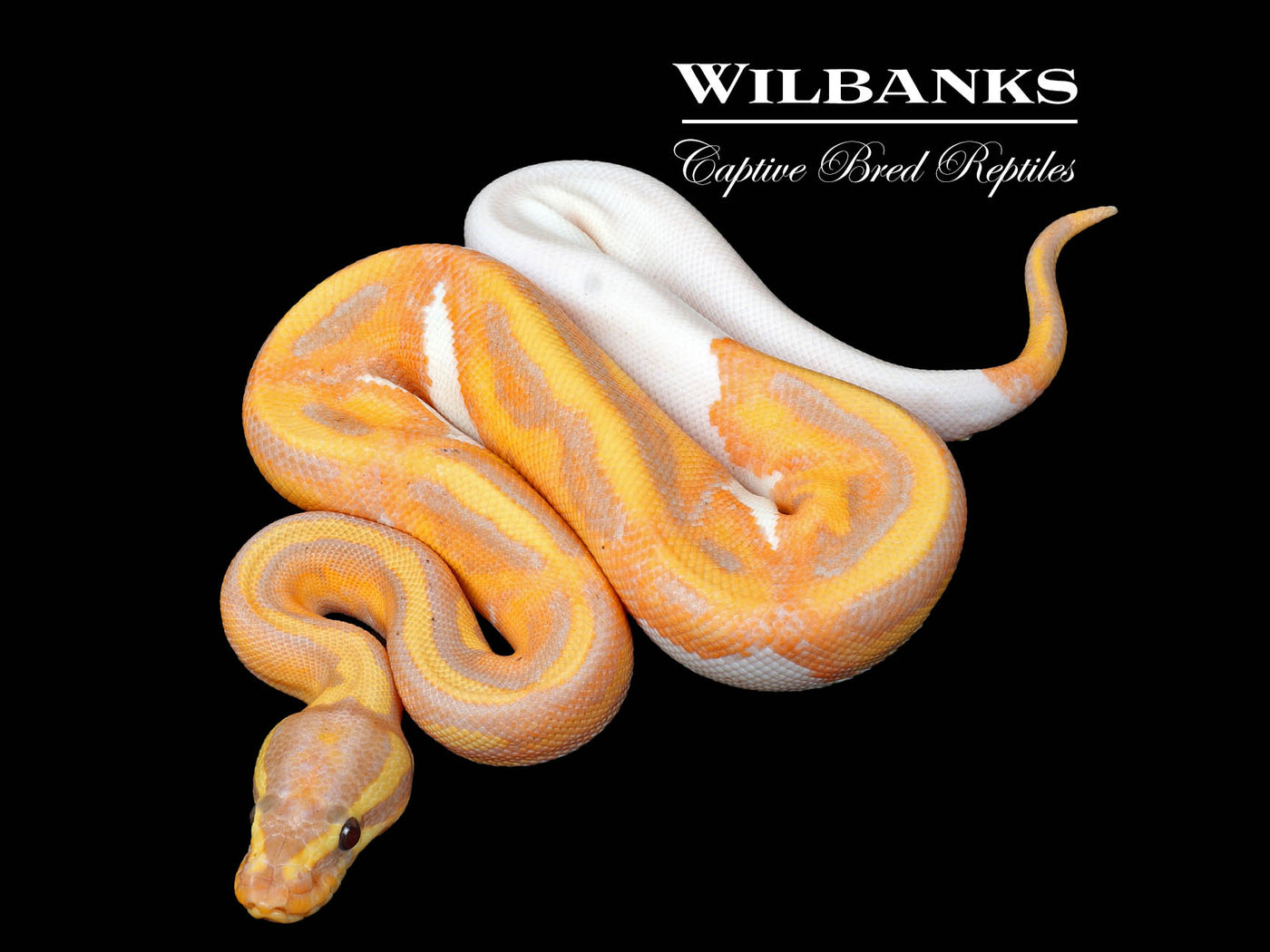 Banana Pied Ball Python ♂ '25