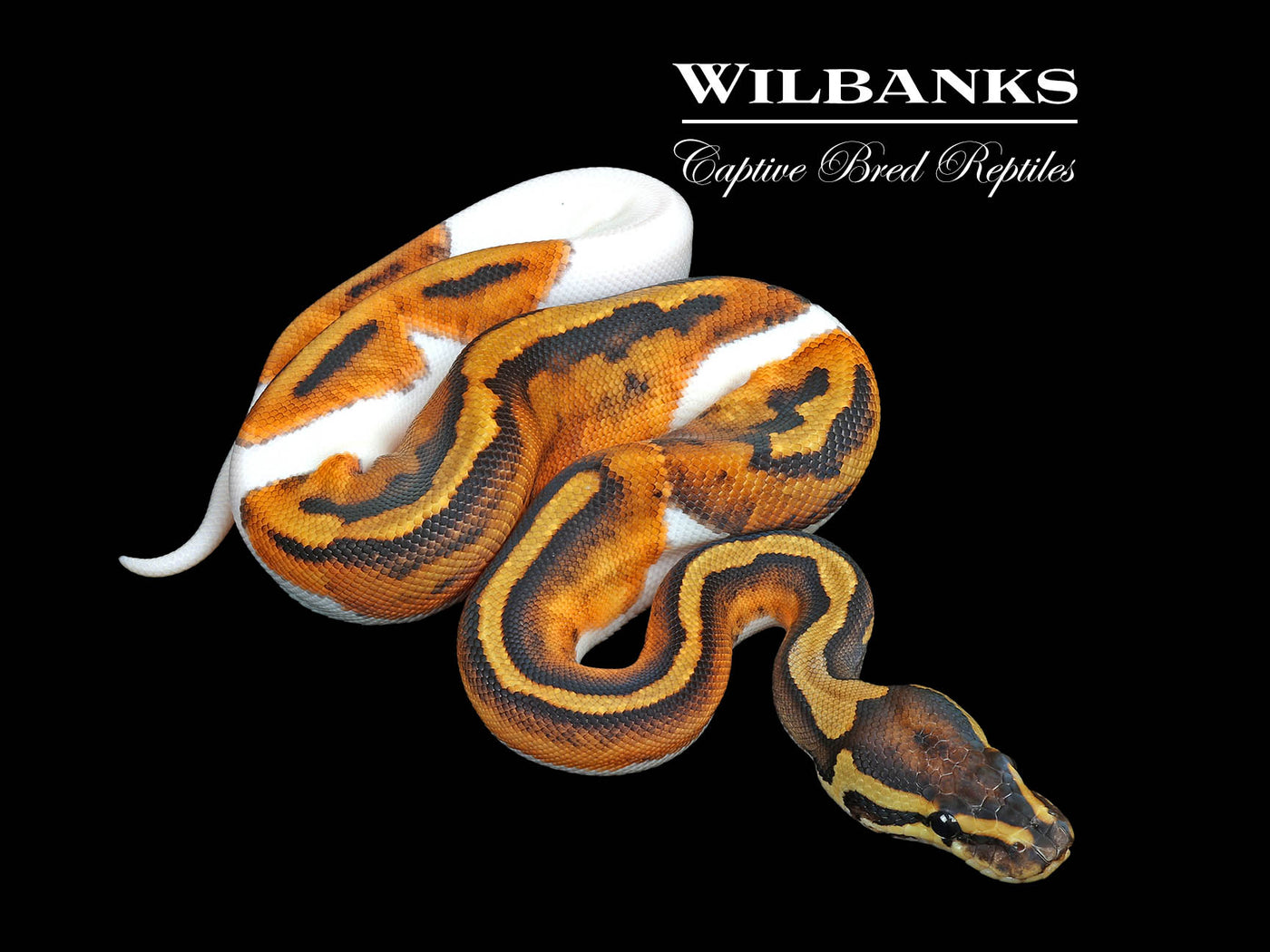 Pied Ball Python ♀ '25