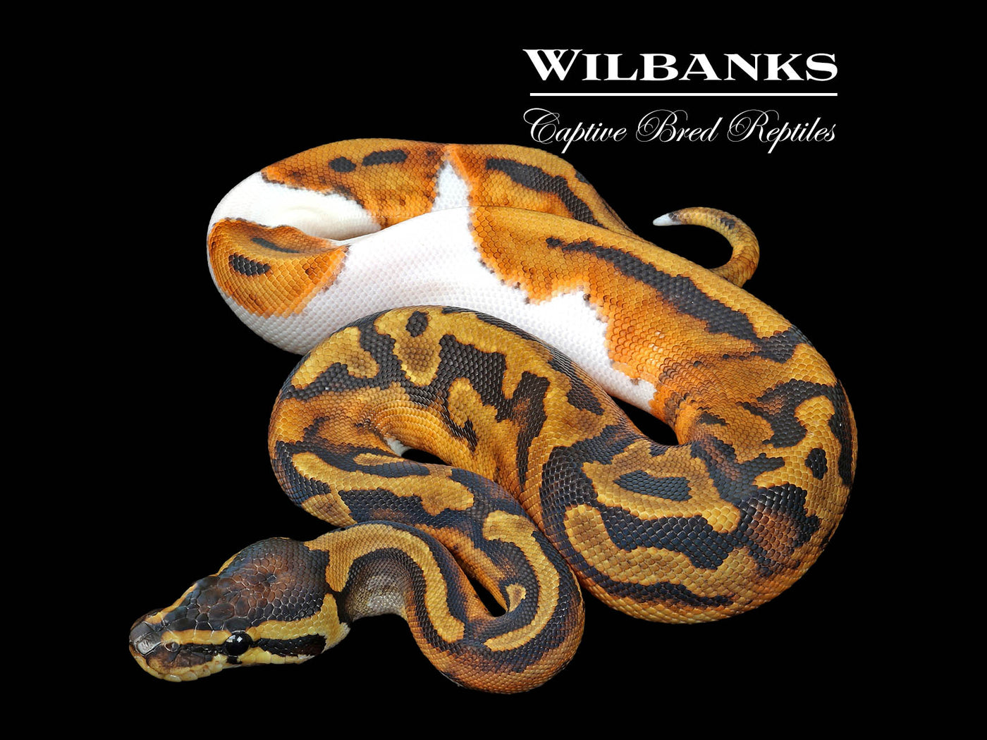 Pied Ball Python ♀ '25