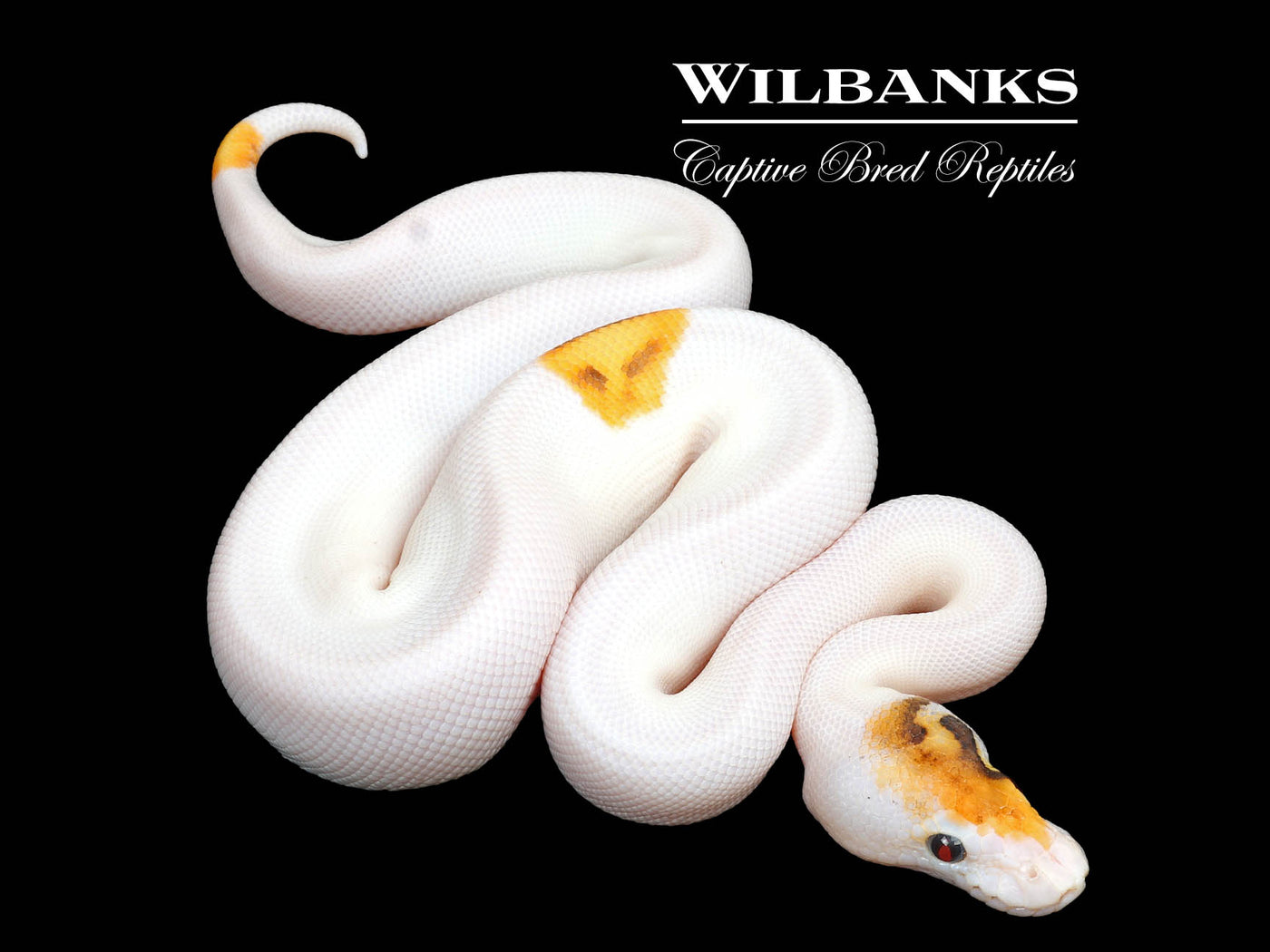 Orange Dream Enchi Baker Special Pied Ball Python ♂ '25