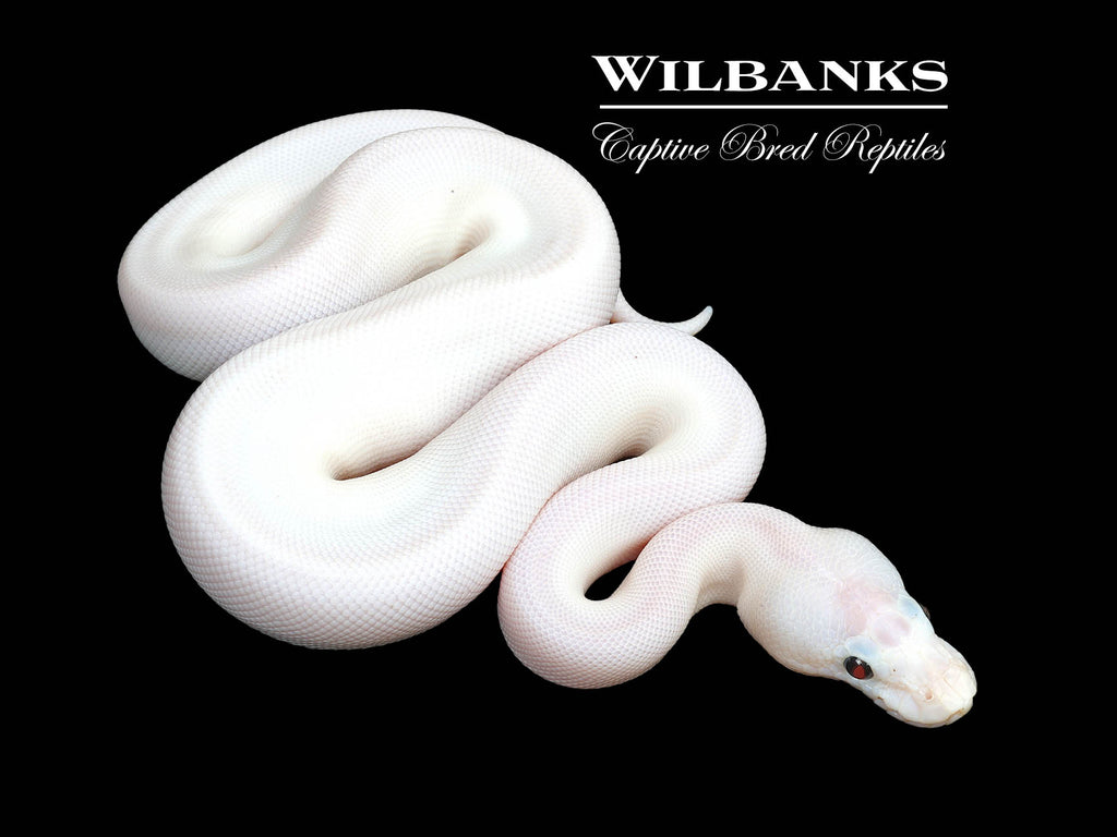 Baker Special Pied Ball Python ♀ '25 – Wilbanks Captive Bred Reptiles