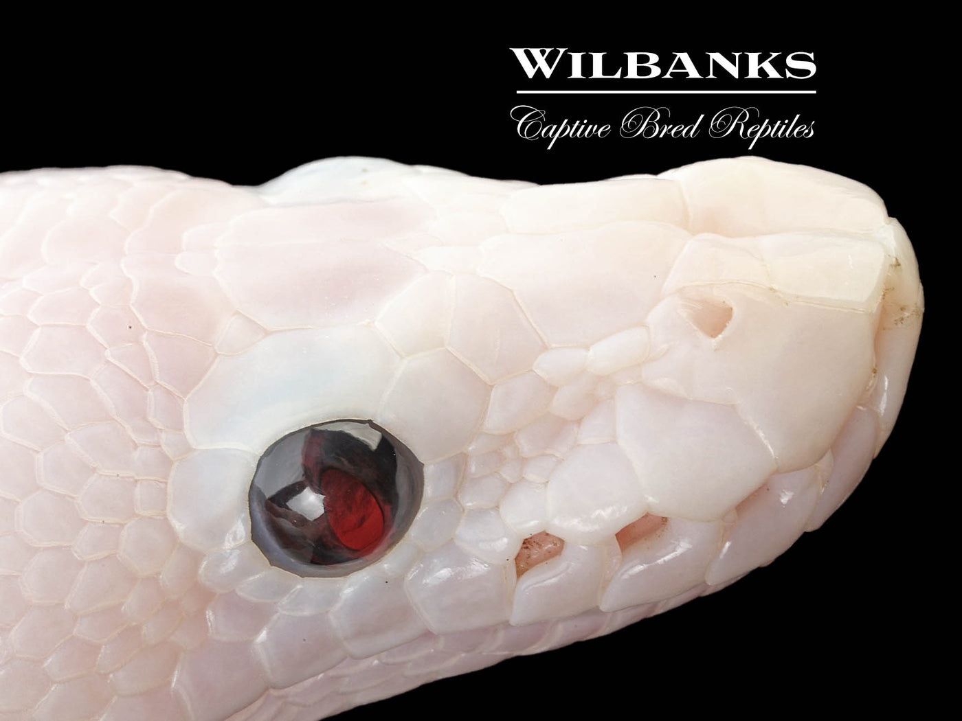 Baker Special Pied Ball Python ♀ '25