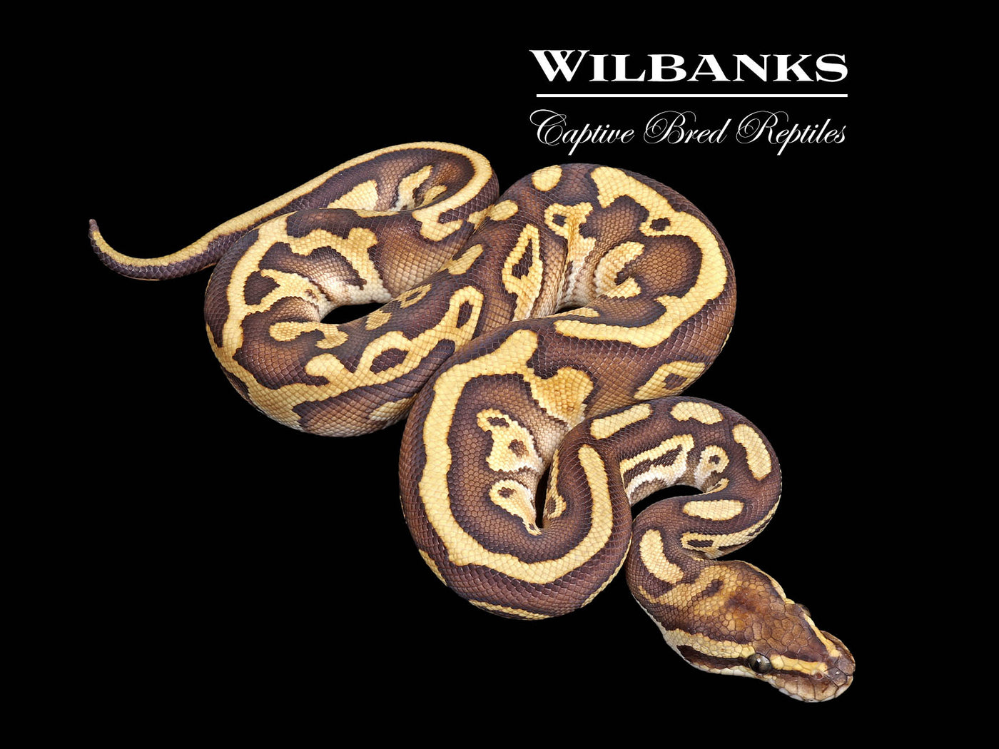 Stranger Leopard Butter Ball Python ♂ '25