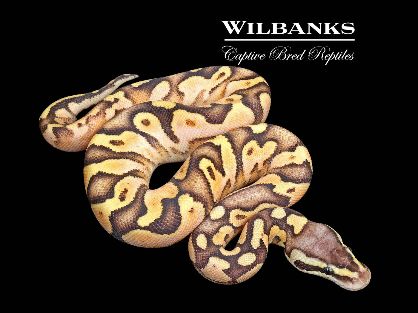SugarFly Ball Python ♂ '25