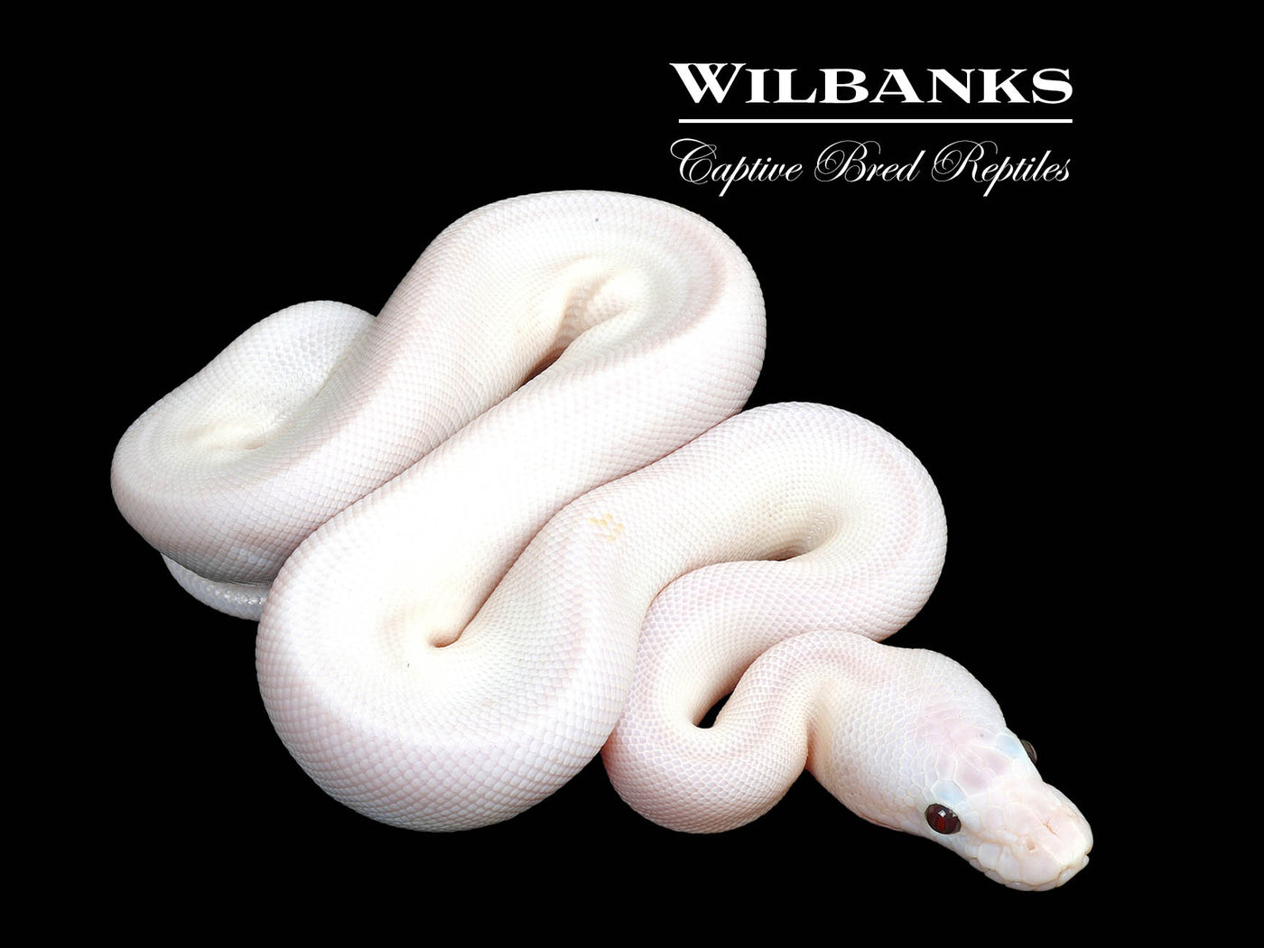 Banana Super Fire Ball Python ♂ '25