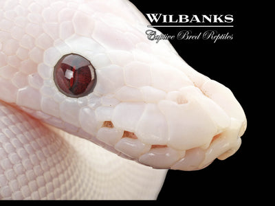 Banana Super Fire Ball Python ♂ '25