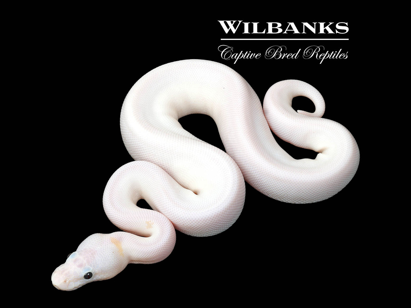Super Fire Ball Python ♀ '25