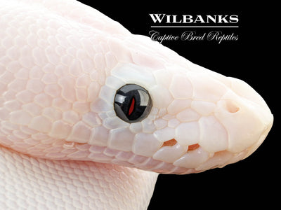 Super Fire Ball Python ♀ '25