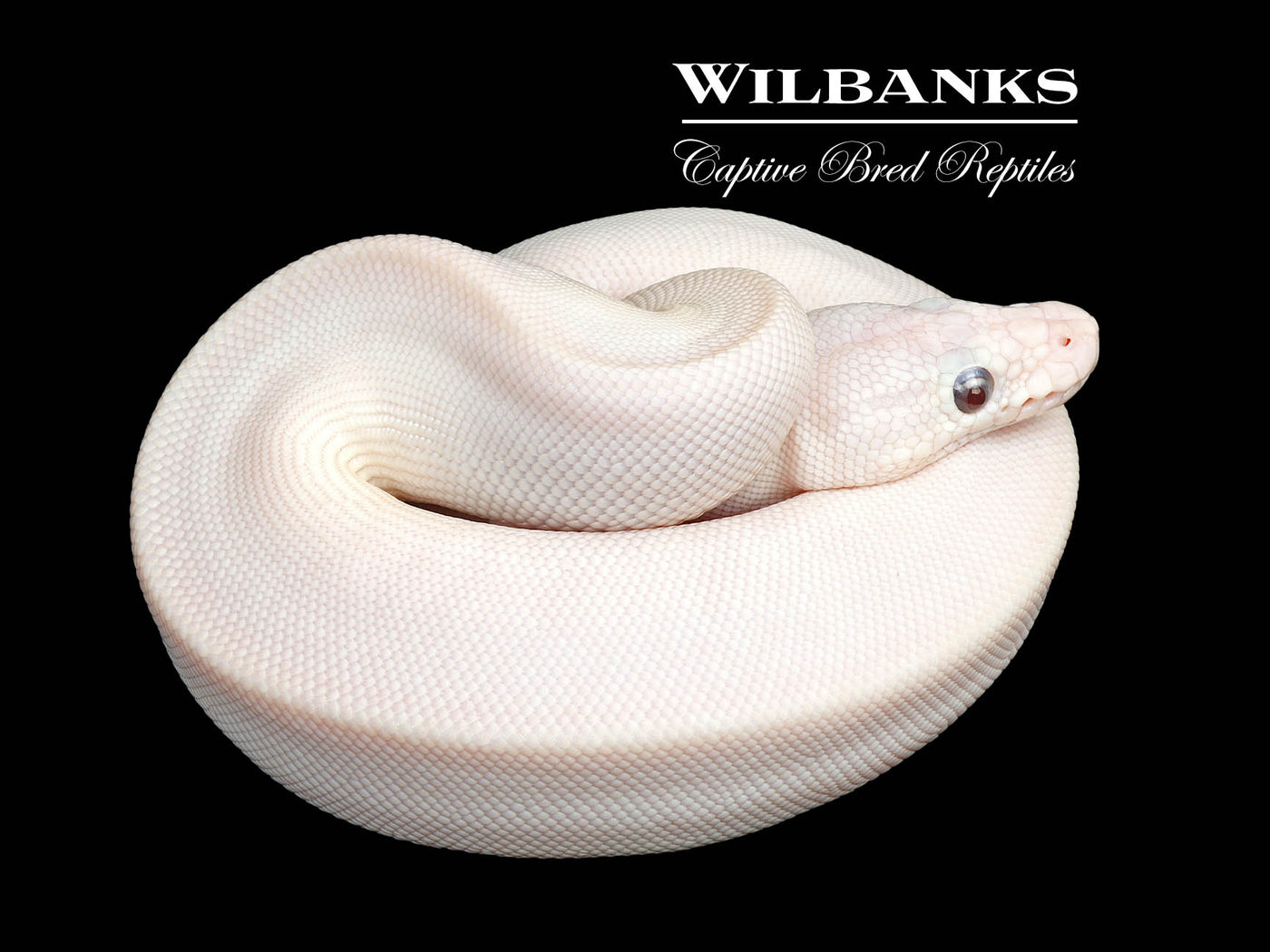 Banana Blue Eyed Leucistic (Mojave Butter) Ball Python ♂ '25