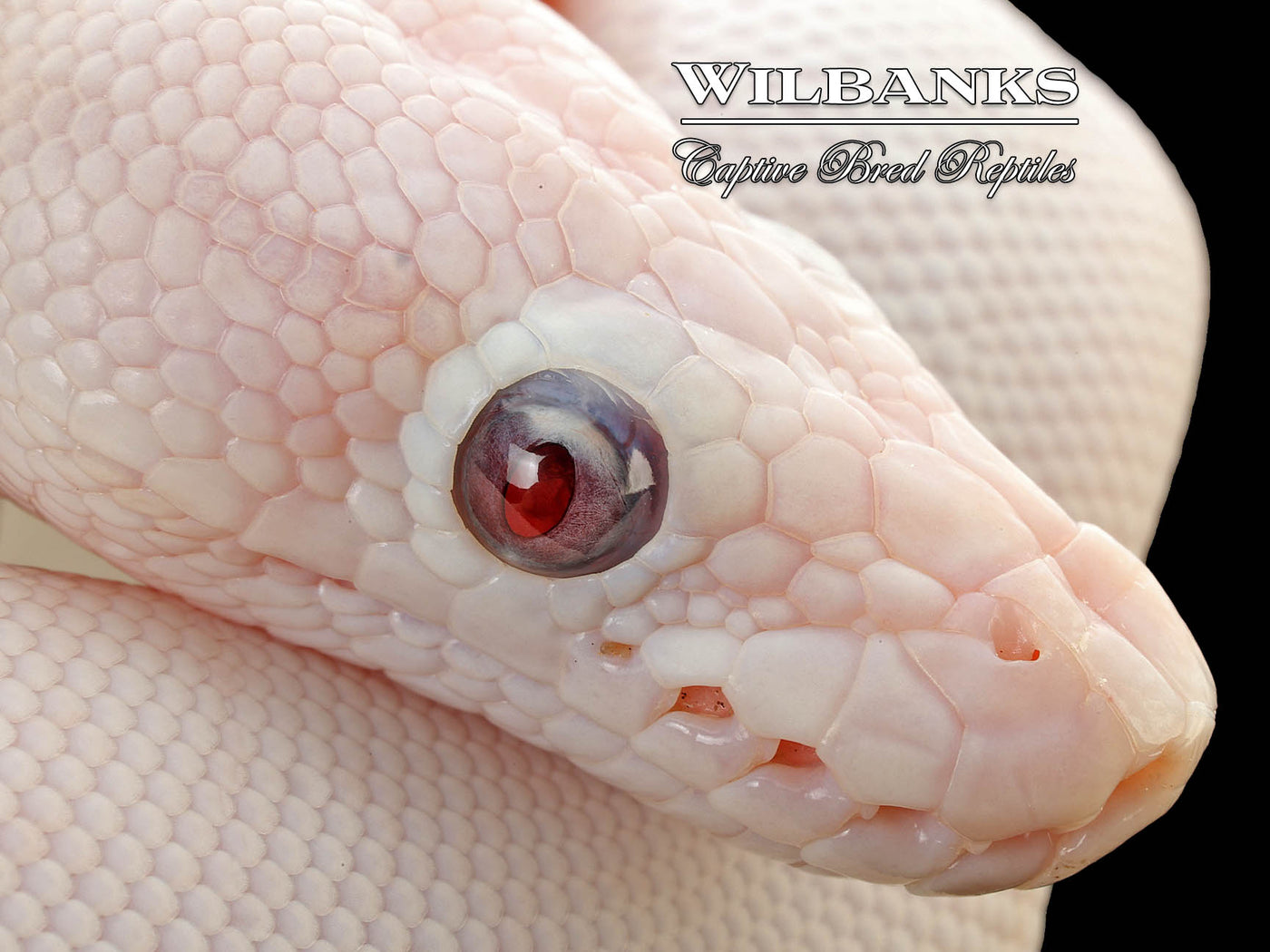 Banana Blue Eyed Leucistic (Mojave Butter) Ball Python ♂ '25