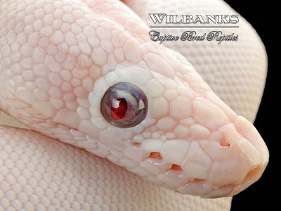 Banana Blue Eyed Leucistic (Mojave Butter) Ball Python ♂ '25