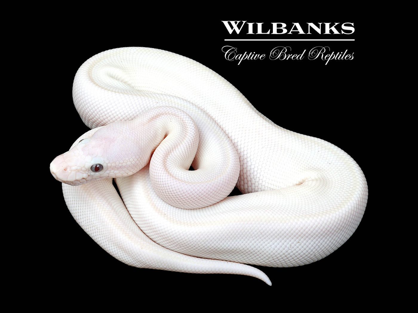 Banana Blue Eyed Leucistic (Mojave Butter) Ball Python ♂ '25