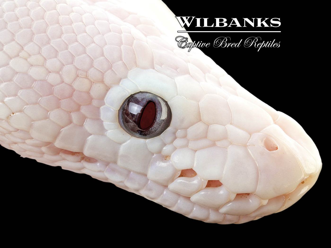 Banana Blue Eyed Leucistic (Mojave Butter) Ball Python ♂ '25