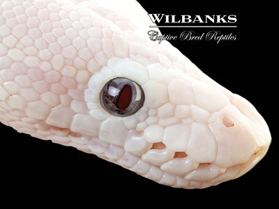 Banana Blue Eyed Leucistic (Mojave Butter) Ball Python ♂ '25