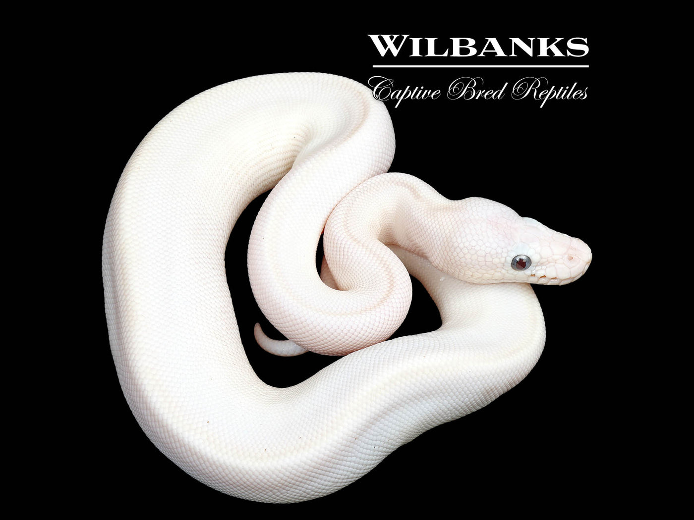 Blue Eyed Leucistic (Mojave Butter) Ball Python ♂ '25