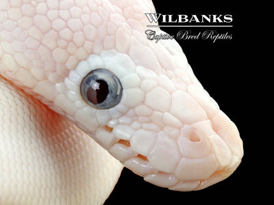 Blue Eyed Leucistic (Mojave Butter) Ball Python ♂ '25