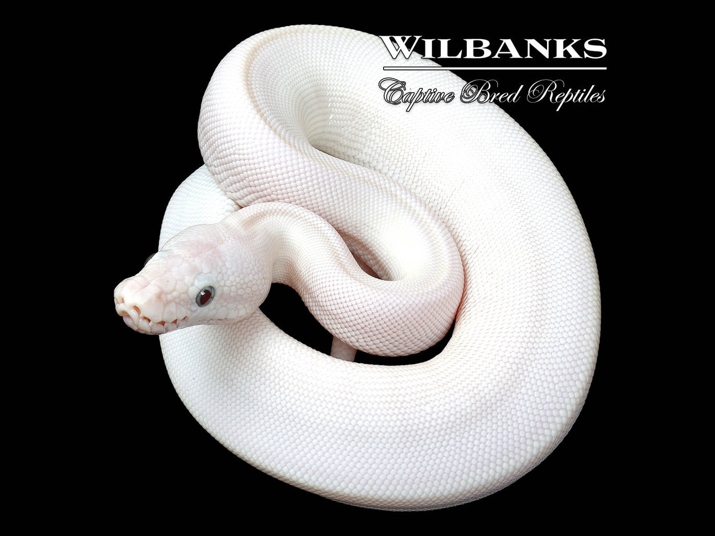 Blue Eyed Leucistic (Mojave Butter) Ball Python ♀ '25