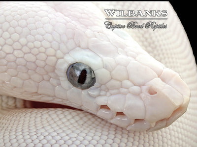Blue Eyed Leucistic (Mojave Butter) Ball Python ♀ '25