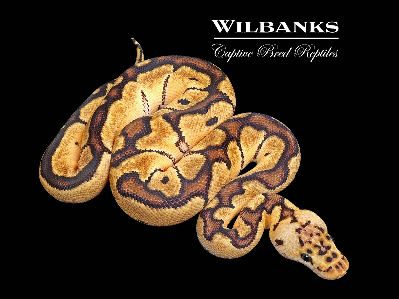 Pastel Clown Ball Python ♂ '25