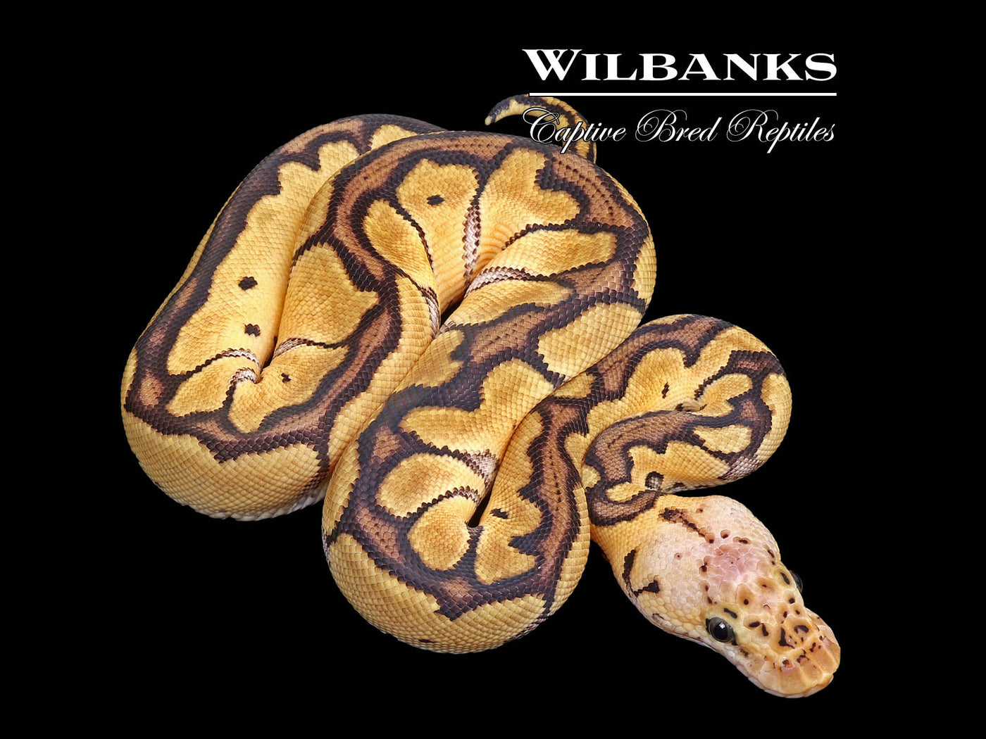 Pastel Clown Ball Python ♀ '25