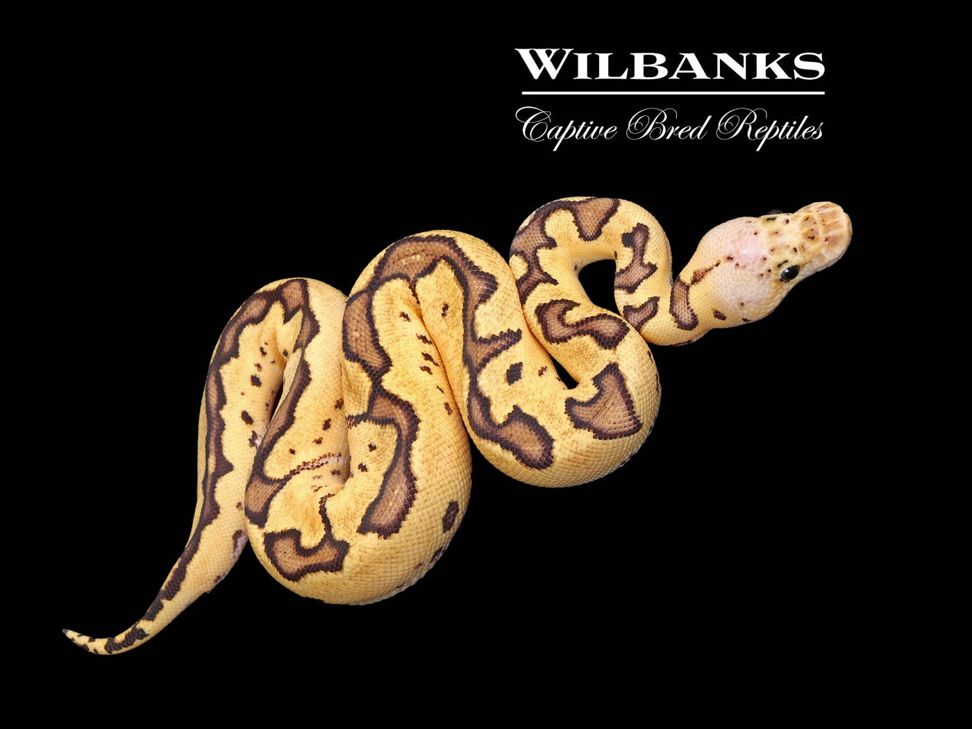 Firefly Clown Ball Python ♂ '25