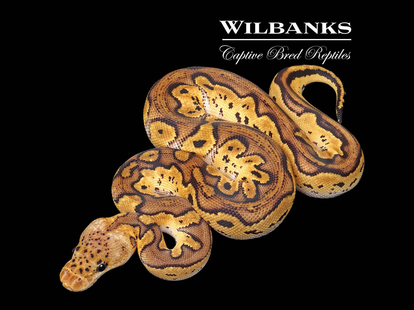 Blackhead Pastel Clown Ball Python  ♀ '25