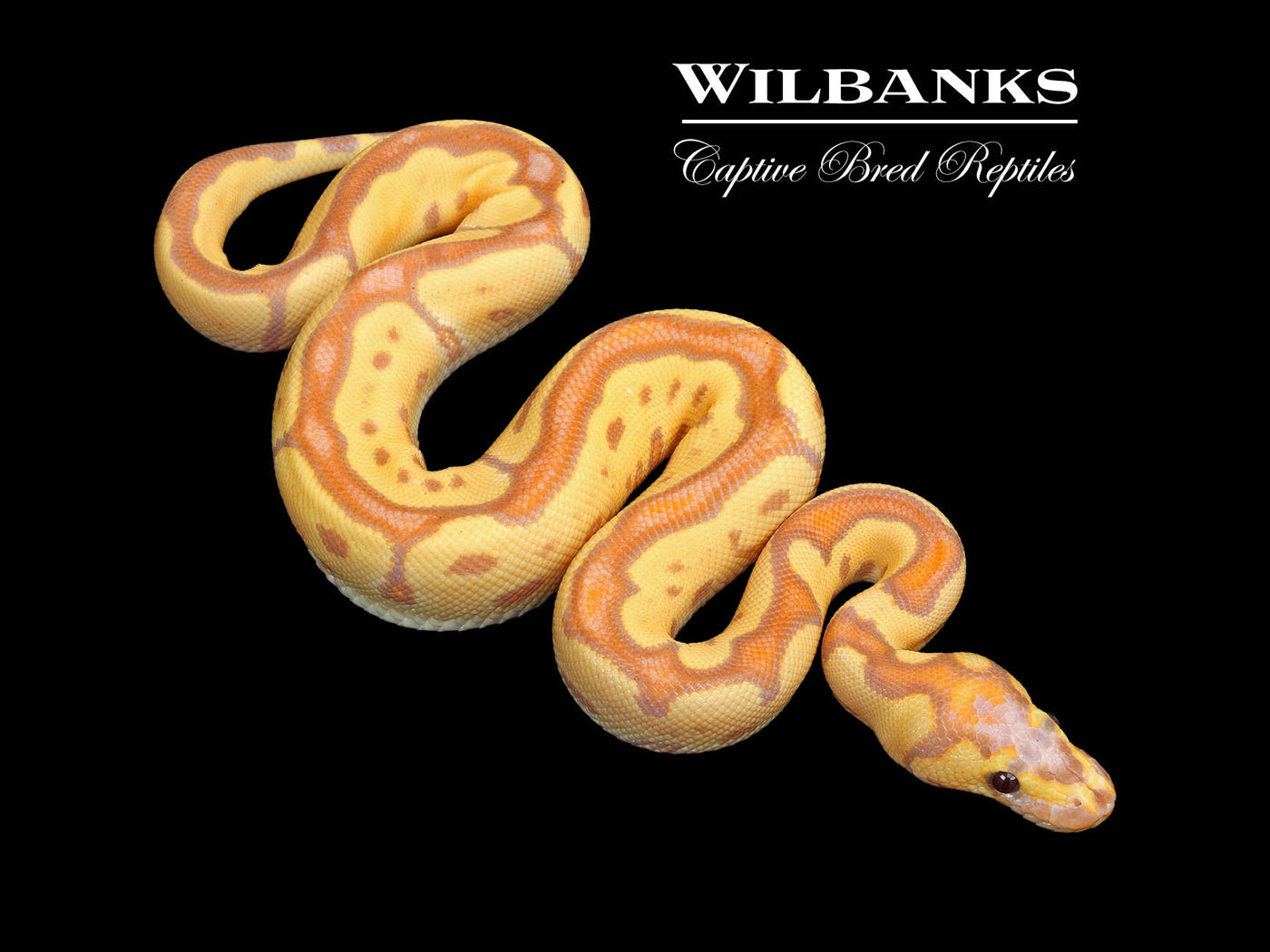Banana Blade Clown Ball Python ♂ '25