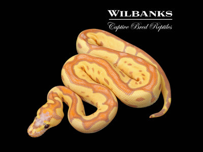 Banana Blade Clown Ball Python ♂ '25