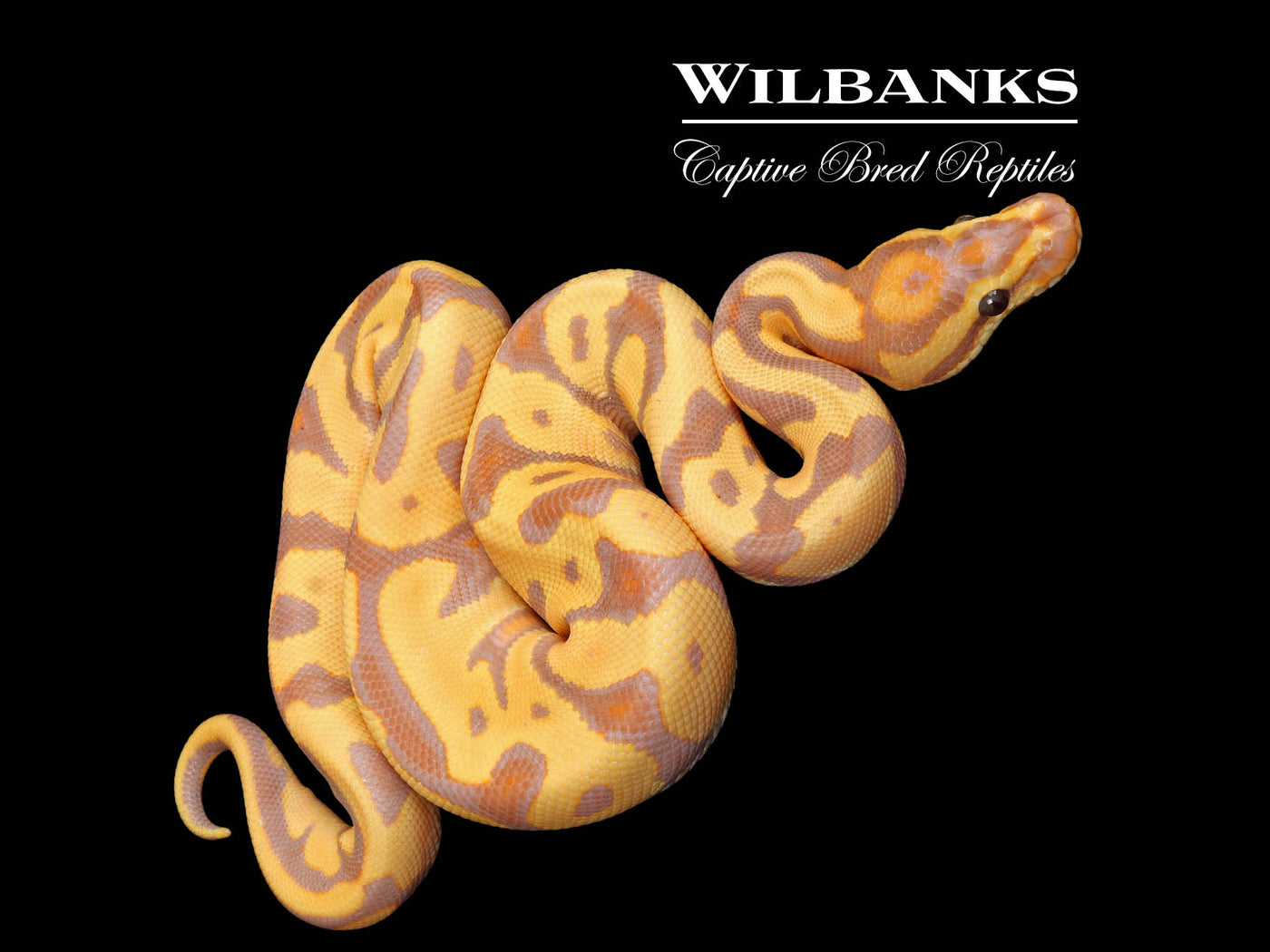 Banana Enchi Leopard 100% Het. Clown Ball Python ♂ '25
