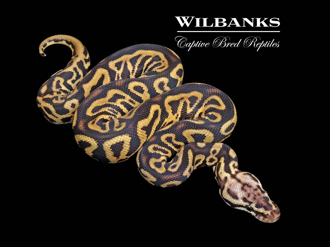 Spotnose Leopard Pastel 100% Het. Clown Ball Python ♂ '25