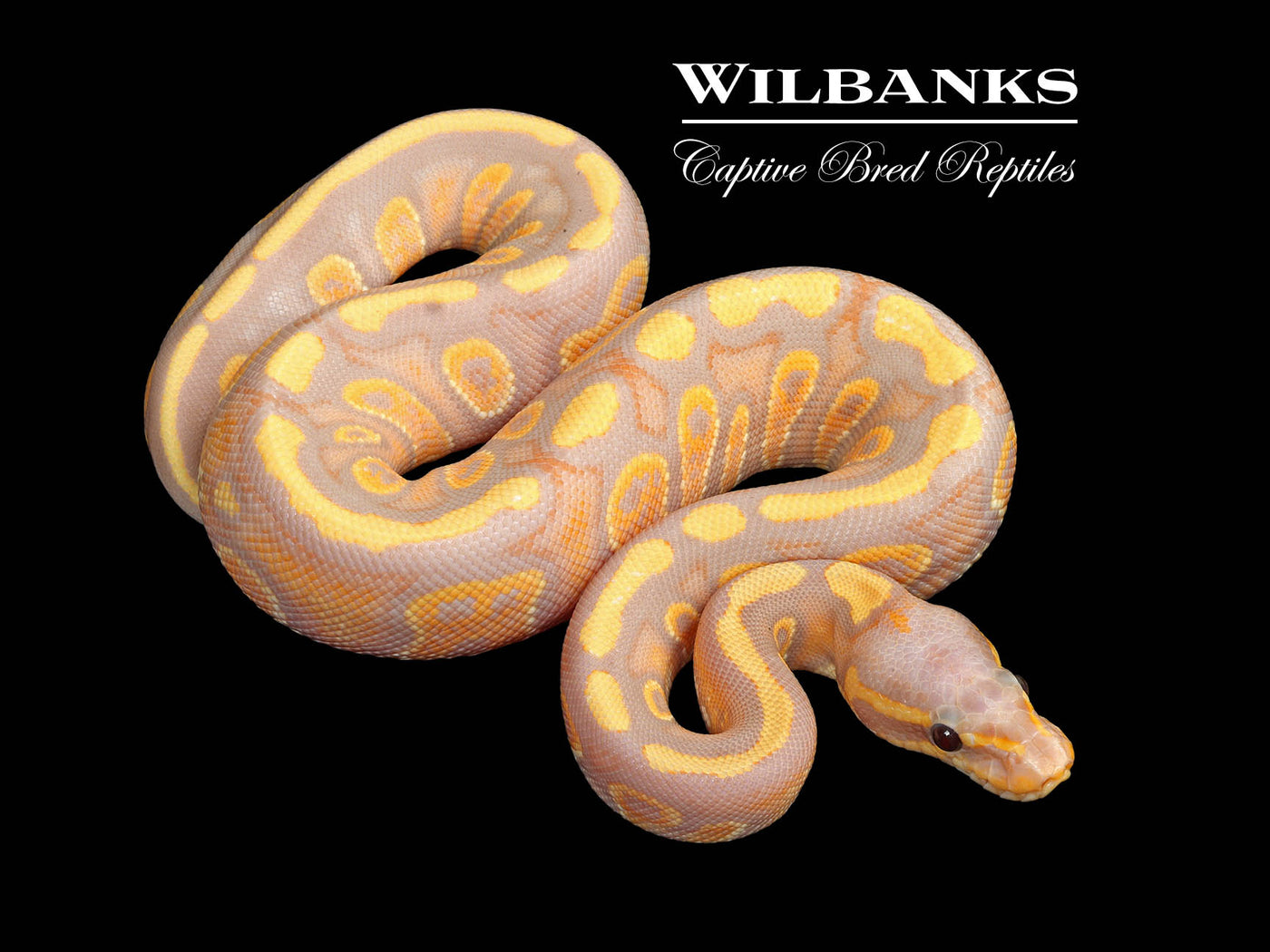 Stranger Banana 100% Het. Clown Ball Python ♀ '25