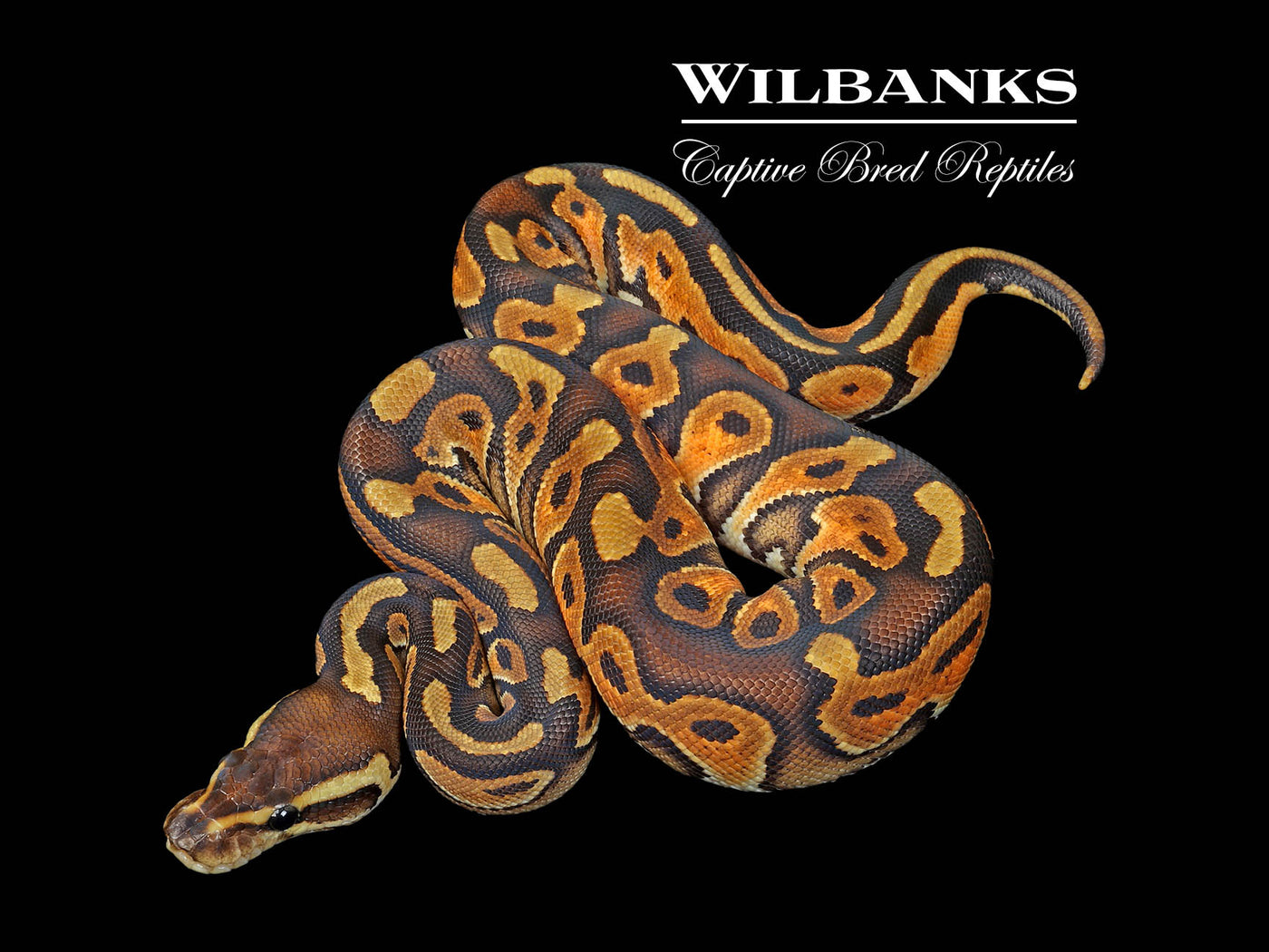 Cinnamon Enchi Ball Python ♀ '25