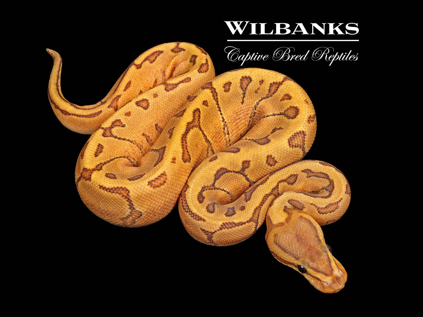 Enchi Orange Crush Pinstripe Ball Python ♀ '25