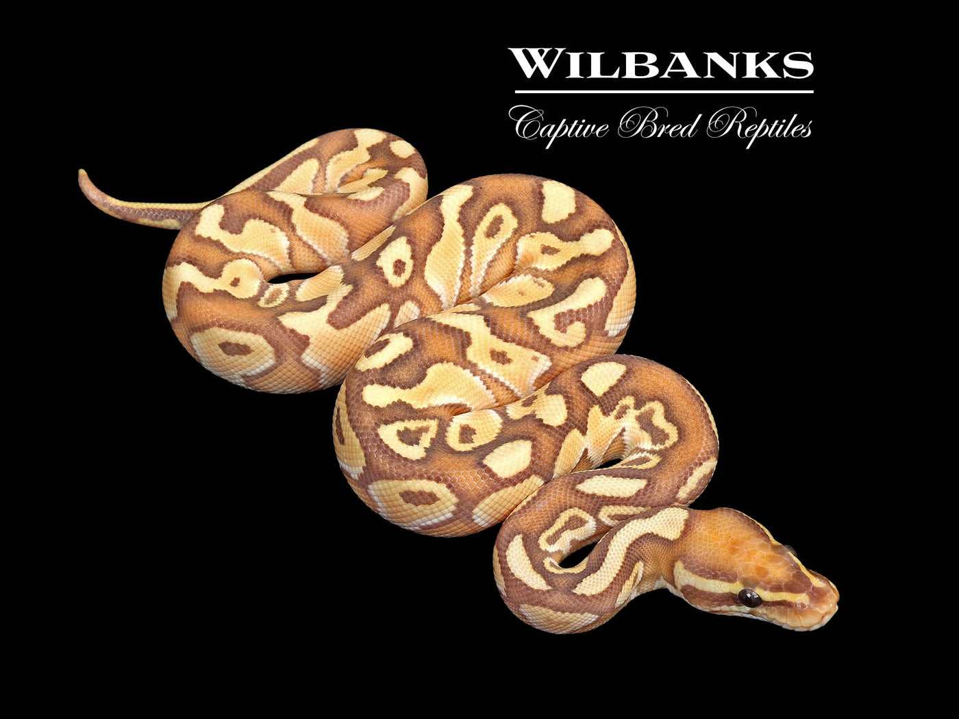 Banana Butter Ball Python ♂ '25