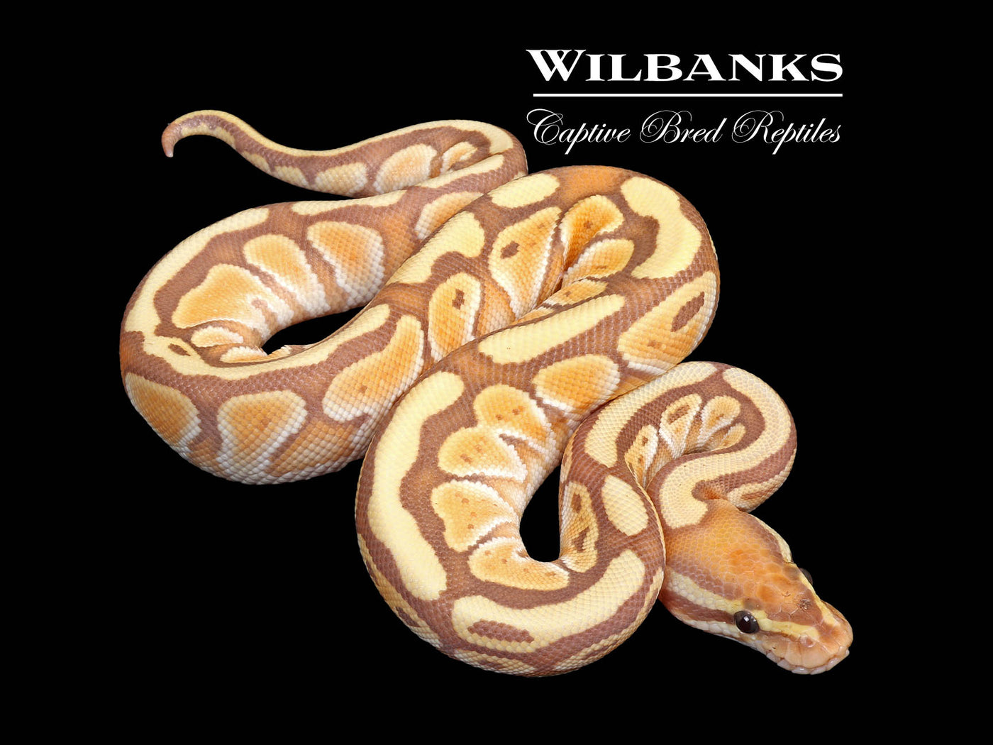Banana Butter Ball Python ♂ '25